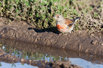 Linnet (Acanthis cannabina)