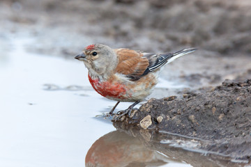 Linnet (Acanthis cannabina)