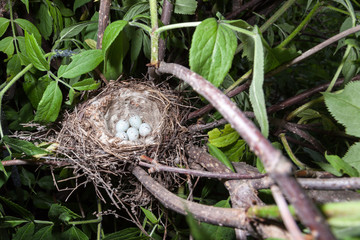 Nest of the Acanthis cannabina.