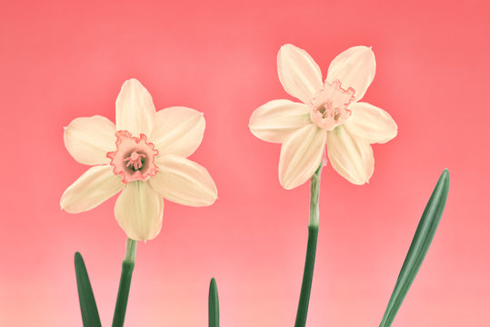 Daffodil Pair in Pastels