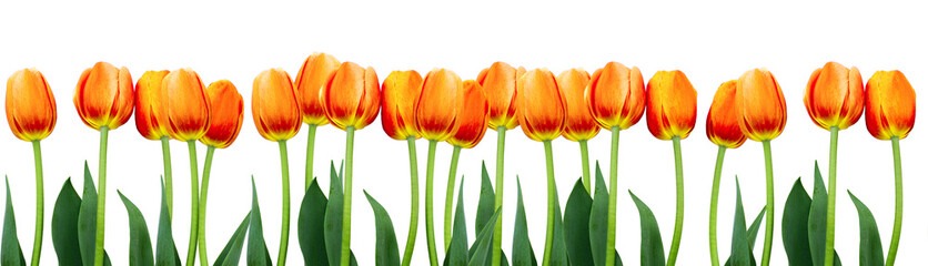 Group of flowers pink tulips on white background.