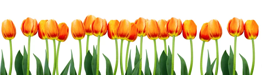 Keuken achterwand Tulp Group of flowers pink tulips on white background.  © missty