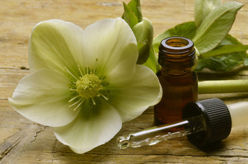 Helleborus Hellebore Elleboro bianco Nieswurz Морозник 鐵筷子屬