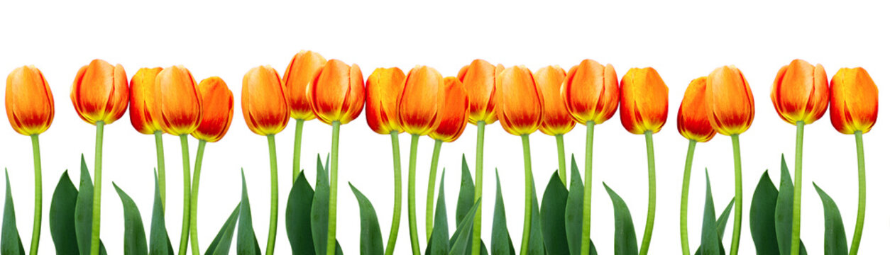 Group of flowers pink tulips on white background.