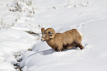 Naklejka premium Bighorn Sheep