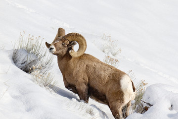 Bighorn Sheep