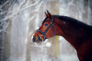 Portrait of a sports horse in the winter.