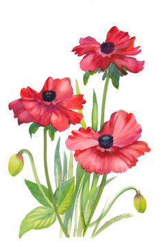 Poppy flowers illustration on white background