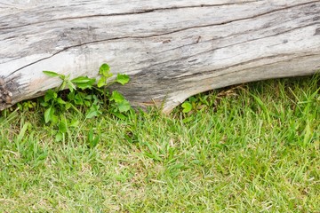 close-up green grass and dead wood log, background