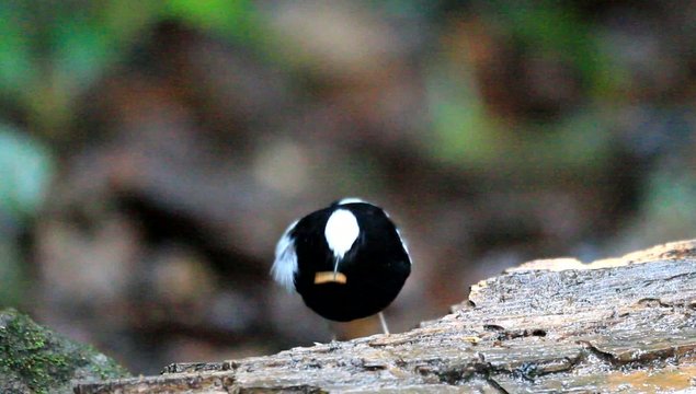 White-crowned Forktail (Enicurus leschenaulti) in Thailand