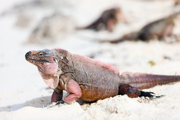Iguana on a white sand beach