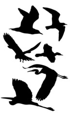 Birds - silhouette 1