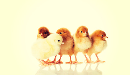Group of small chicken.