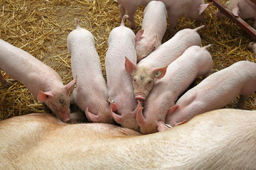 Piglets