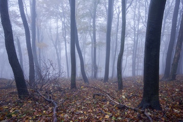 Obraz premium Foggy forest in autumn