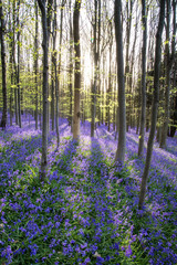 Beautiful morning in Spring bluebell forest with sun beams throu