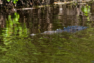 Fototapeta na wymiar Alligator in the river