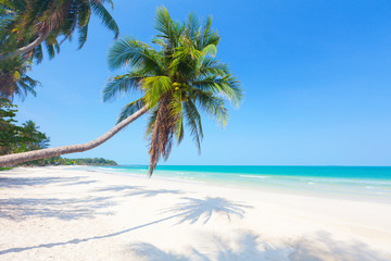 Naklejka na ściany i meble beautiful beach with coconut palm