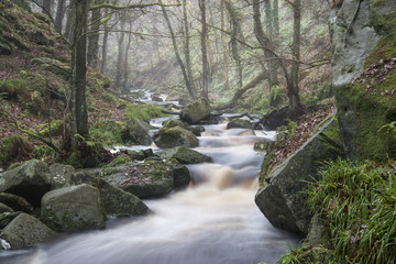 Autumn Fall forest landscape stream flowing through golden vibra