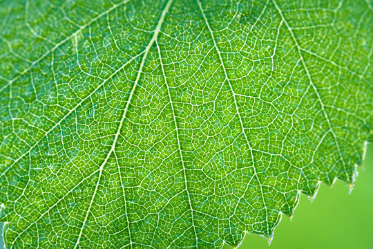 green leaf of a birch close up macro