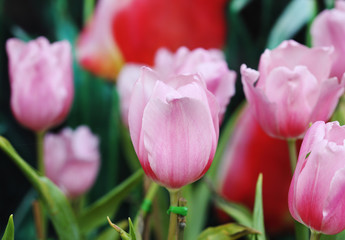 beautiful pink tulip