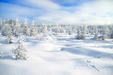 winter landscape with the forest  and traces of a hare on snow