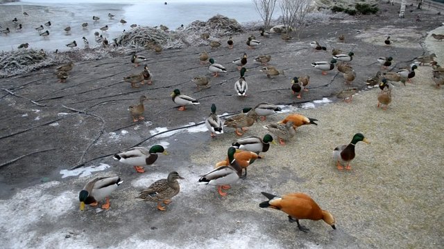 Ducks in Mezhyhirya in January 2014
