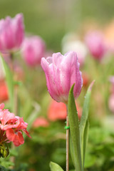 Naklejka premium beautiful pink tulip