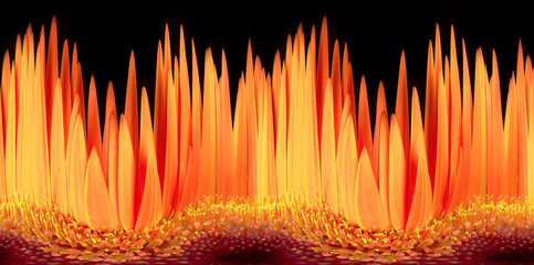 Gerbera in Flammen