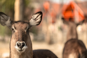 Male antelope standing