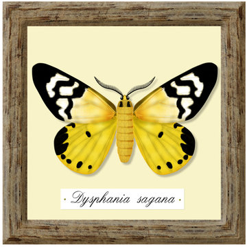 ecological collection, dysphania sagana