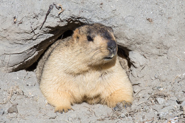 Funny marmot peeking out of a burrow in Ladakh, India