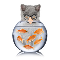 smart cat fish concept