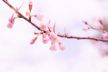 Beautiful pink cherry blossom (Sakura) flower at full bloom.