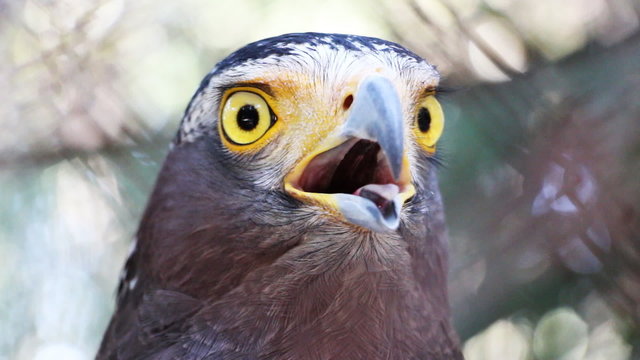 Closeup of Eagle