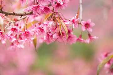 Fototapeta na wymiar Thailand pink Sakura flower in ChiangMai, Thailand