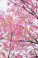 Thailand pink Sakura flower in ChiangMai, Thailand
