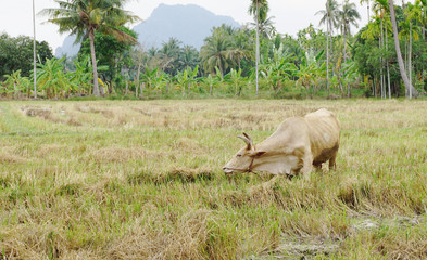 Brown ox