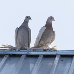 pigeons on the roof