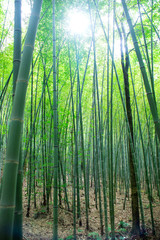 Fototapeta premium sunlight through the bamboo grove