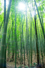 sunlight through the bamboo grove
