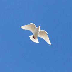 white dove on a background of blue sky
