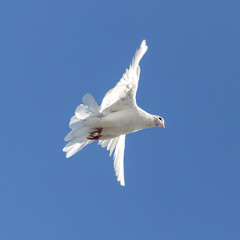 white dove on a background of blue sky