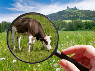 czech agriculture - green farm with animals