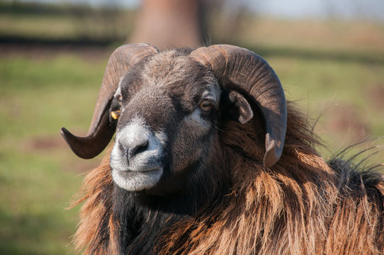 Schafsbock