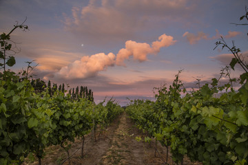 Sunset on grapevines