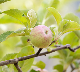 Fresh ripe green apples on tree in summer garden