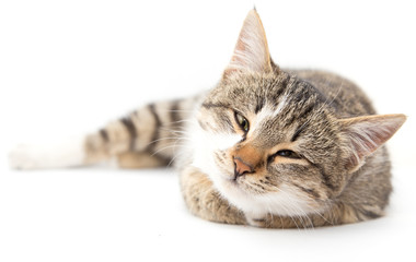 cat on a white background