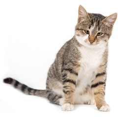 cat on a white background