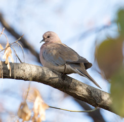 bird dove nature